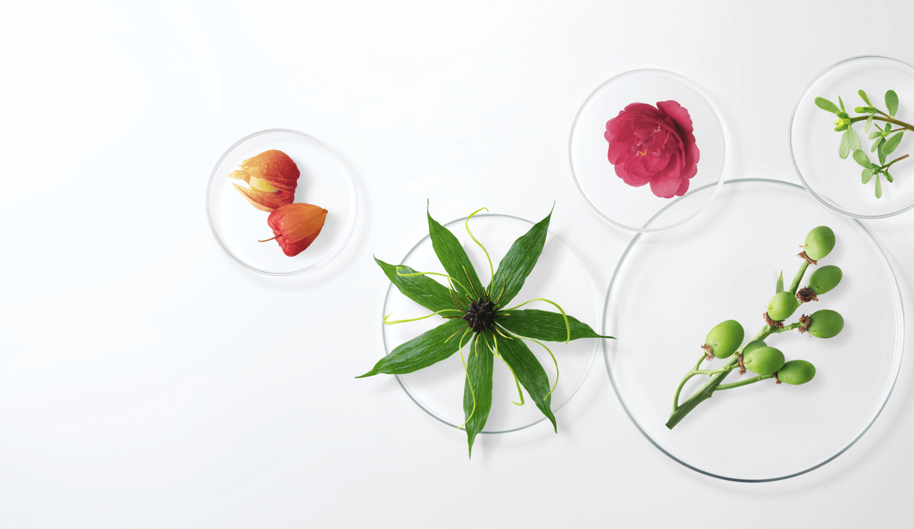 透明培养皿中的花朵、绿叶与植物果实