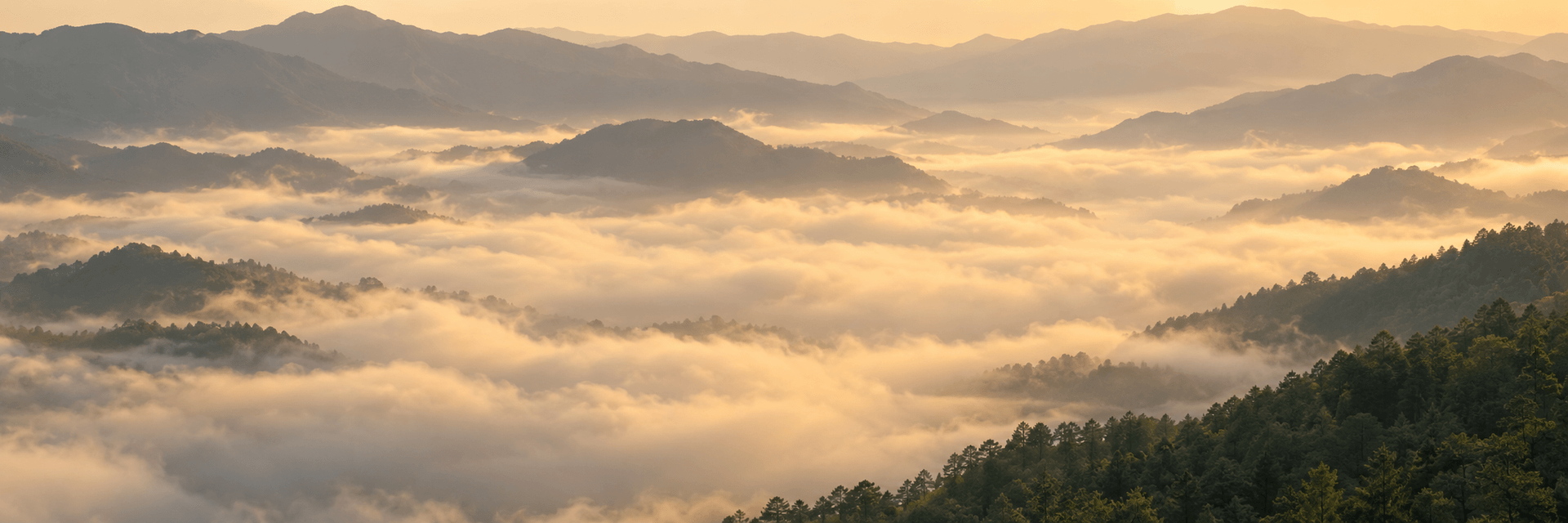 晨光下的云海、远山与森林